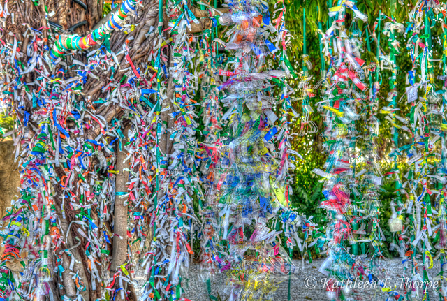 Dali Museum Wish Tree - People write wishes on pieces of paper and attach to the tree.  This image was taken on a windy day which added to the movement of the wishes.