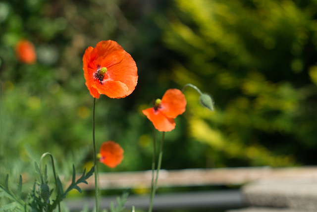 Poppies