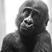 Gorillajunge Kimbali (Wilhelma)