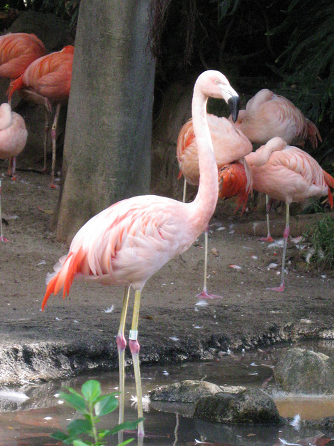 Flamingo, LA Zoo