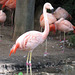 Flamingo, LA Zoo