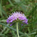 Knautia arvensis (10)