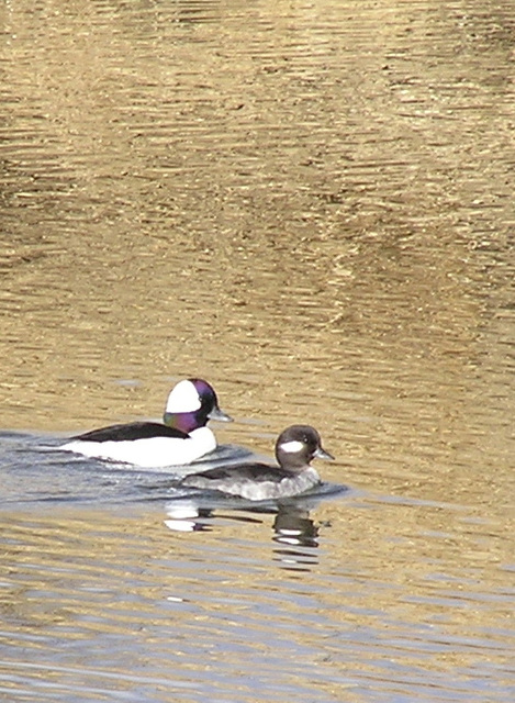 Bufflehead pair