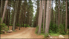 Algonquin Park, Ontario