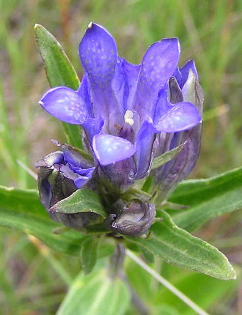 Prairie Gentian