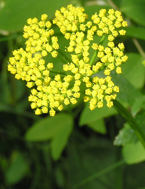 Heart-leaved Alexanders