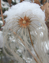 Snow-covered tresses