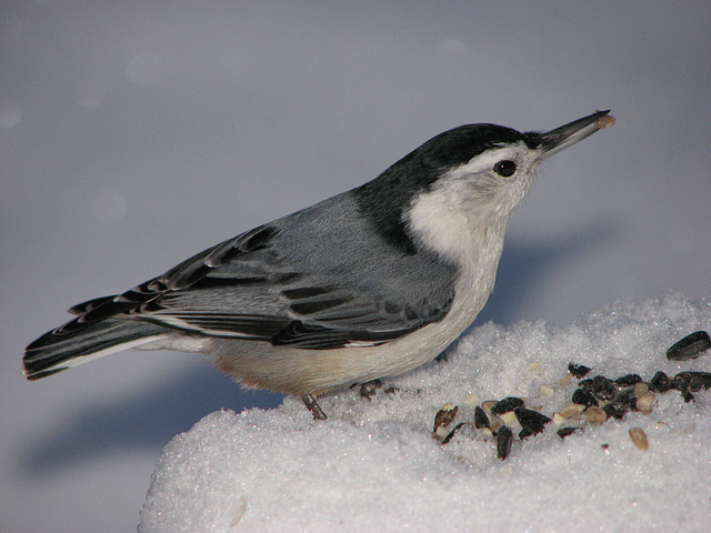 Winter feeding time