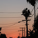 Equinox Sunset with Palms