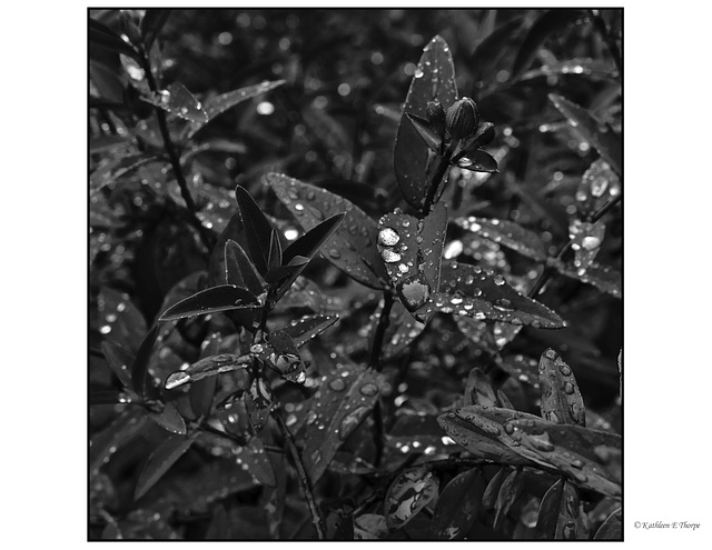 Plant and Rain