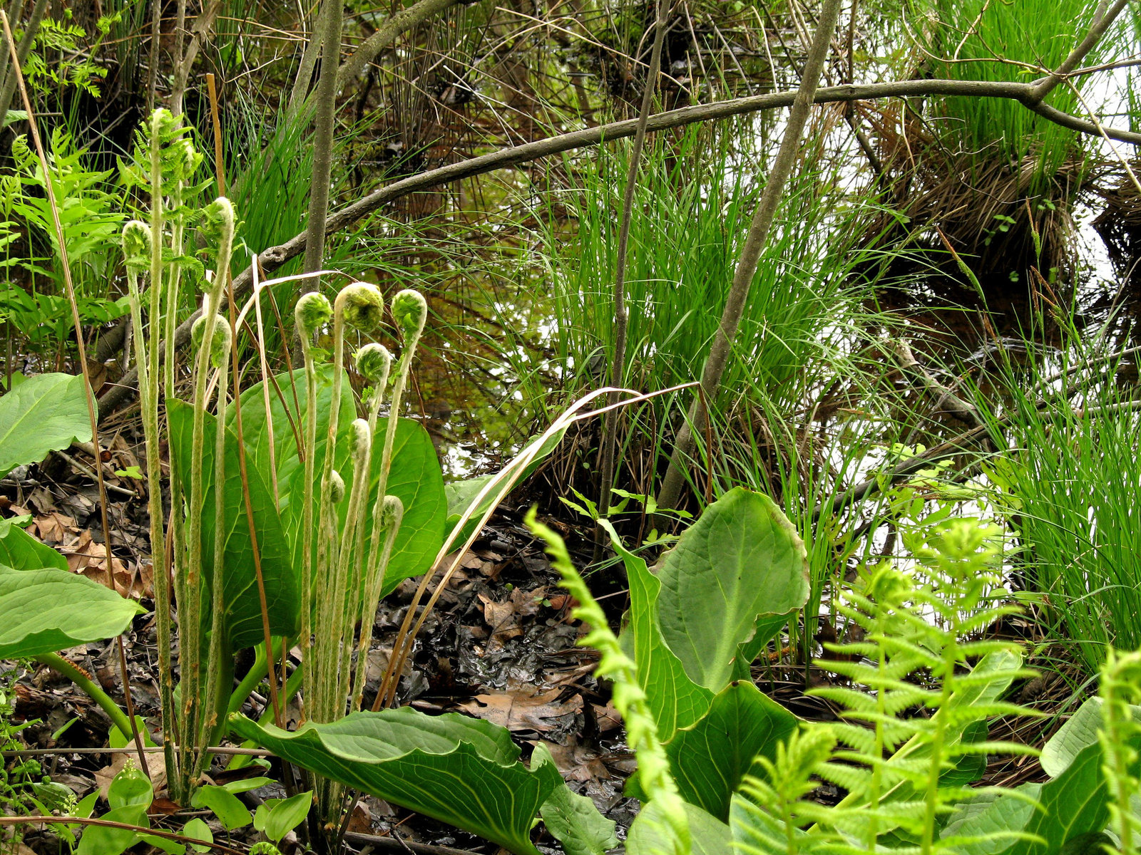 Fiddleheads