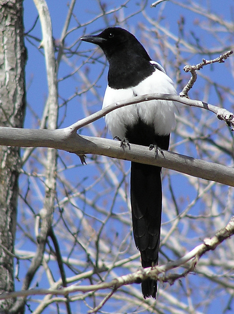 Magpie