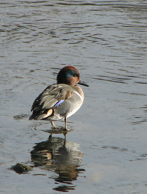 Green-winged Teal