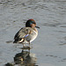 Green-winged Teal