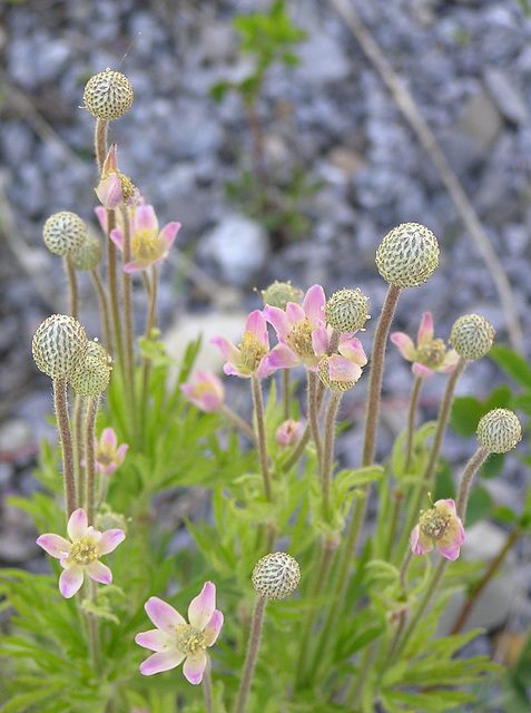 Windflower