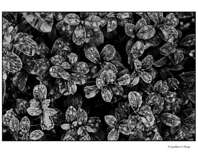 Frost Dusted Leaves