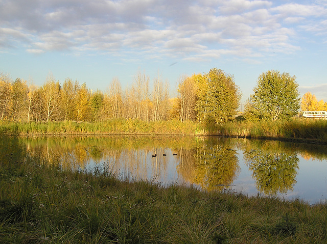 A local pond