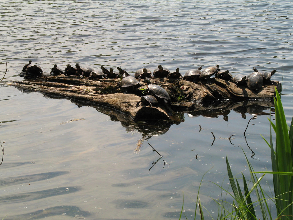 Tumult of Turtles Tumult of Turtles