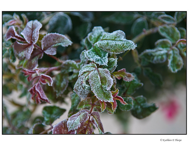 Frosted Knockout Rose Bush