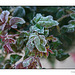 Frosted Knockout Rose Bush