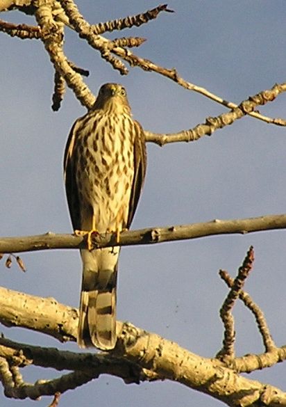 Juvenile Sharp-shinned Hawk