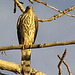 Juvenile Sharp-shinned Hawk