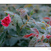 Knockout Rose with Heavy Dusting of Frost