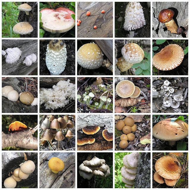 Fungi of Alberta Set, page 1