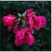 Icy Knockout Rose Cluster