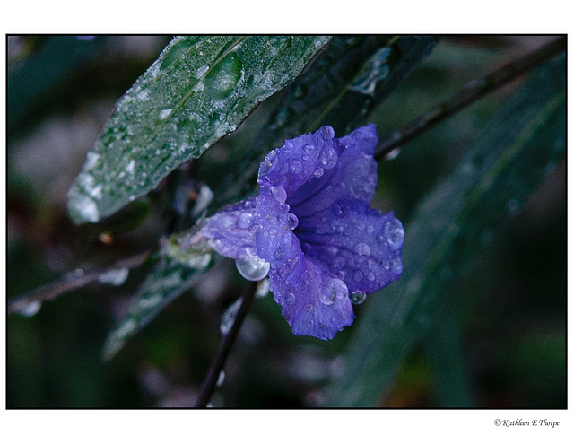 Icy Mexican Petunia