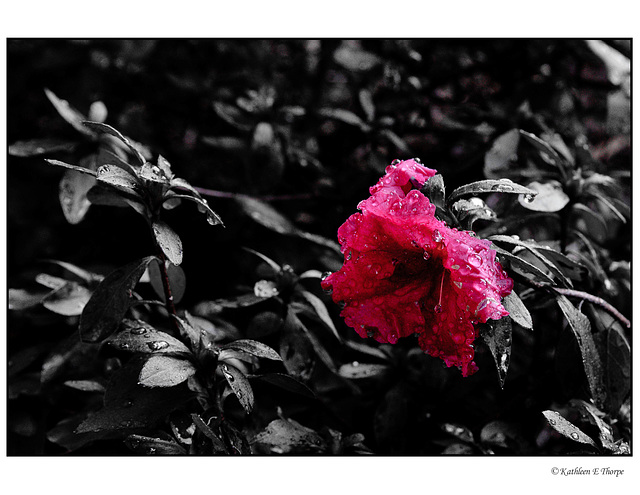 Azalea on a Cold Morning