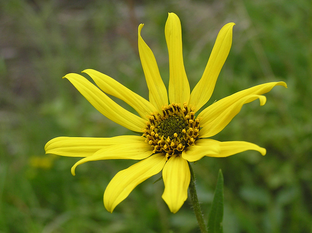 Some kind of Sunflower