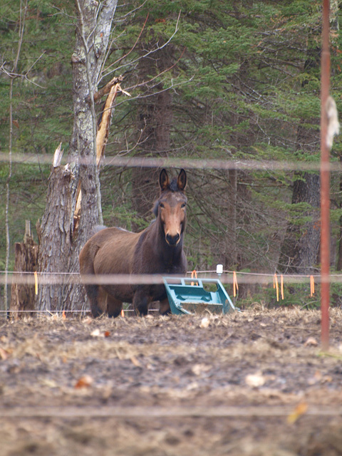 What?  Beating on your manure cart?  Noooooo...