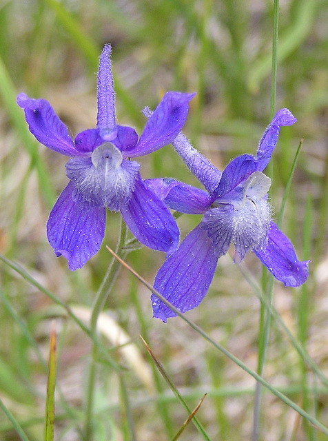 Larkspur