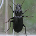 Ground Beetle