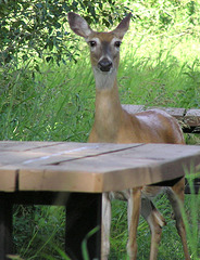 What's for supper?