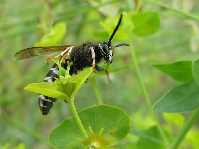 Bald-faced Hornet