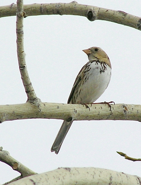 Harris's Sparrow