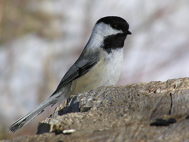 Chickadee with attitude