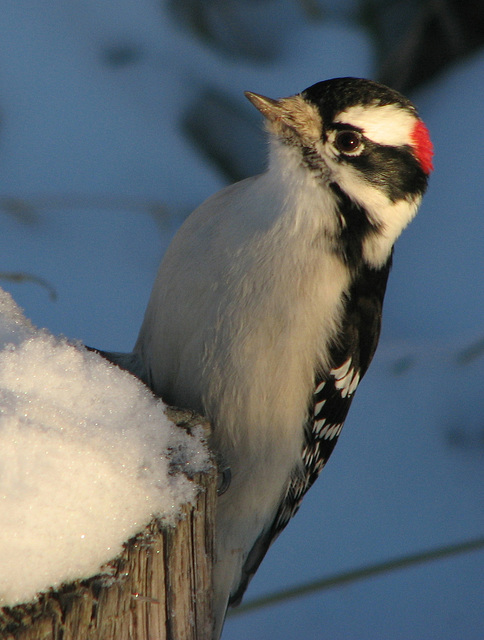 Downy Woodpecker