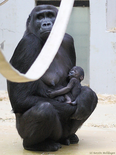 Weihnachtsbaby! :-)) (Wilhelma)