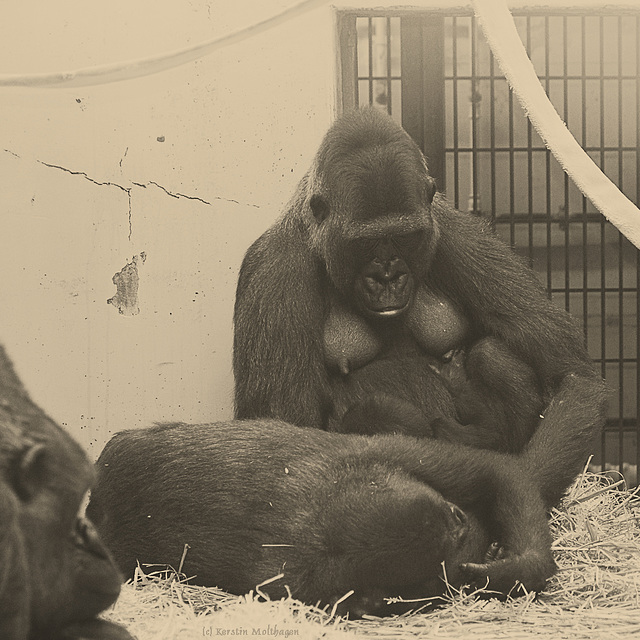 Mutasi und ihre Töchter (Wilhelma)