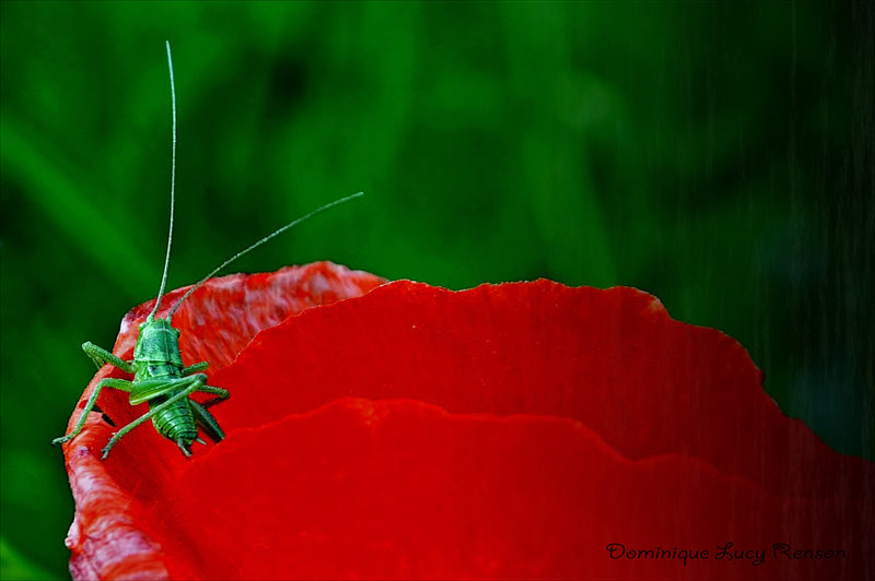 Un coquelicot habité