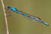 Damselfly