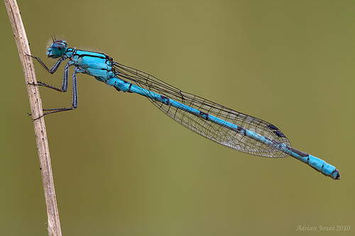 Damselfly