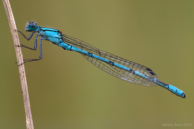 Damselfly