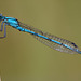 Damselfly