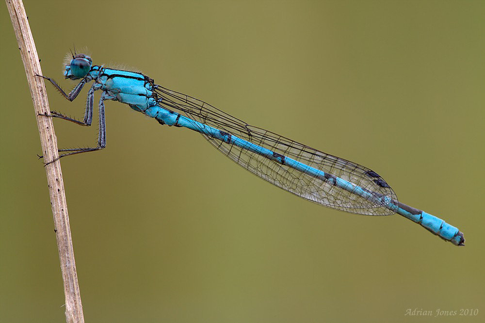 Damselfly