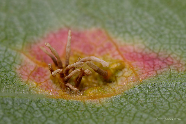 Gymnosporangium sp, a gall causing rust.