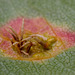 Gymnosporangium sp, a gall causing rust.